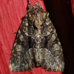 Adorable Brocade Moth thumbnail 4
