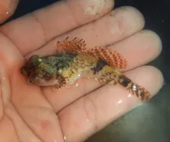 Arctic Hookear Sculpin thumbnail 3