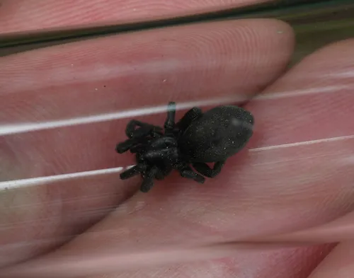 Gnaphosa parvula