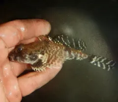 Atlantic Hookear Sculpin thumbnail 4