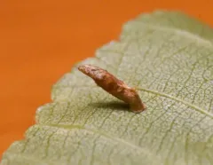 cherry casebearer thumbnail 4