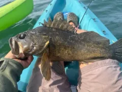 Grass Rockfish thumbnail 2