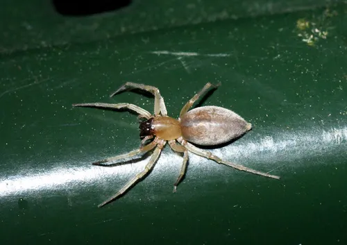 Clubiona obesa