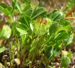 bowl clover thumbnail 2