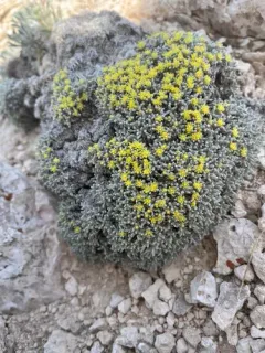 Singlestem Buckwheat thumbnail 3