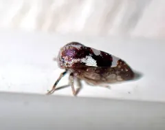 Cyrtolobus pallidifrontis thumbnail 4