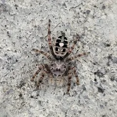 Putnam's Jumping Spider thumbnail 4