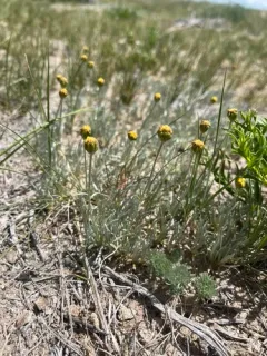 Artemisia simplex thumbnail 2