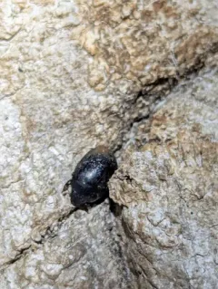 Slime flux beetle thumbnail 3