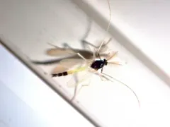 Polypedilum fallax thumbnail 2