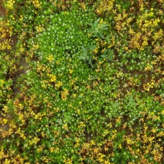 whitehead navarretia thumbnail 4