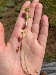Tree Clover thumbnail 3