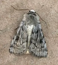 Black-girdled Dart thumbnail 4