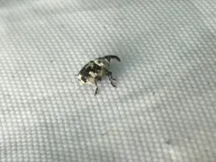 Hadroplontus litura thumbnail 3
