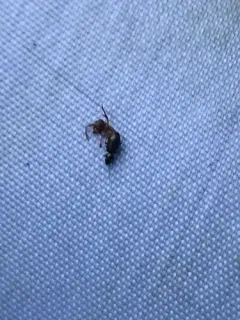 Syntomus americanus thumbnail 1