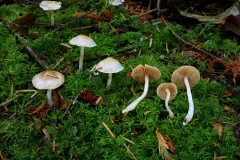 Cortinarius pluviorum thumbnail 2