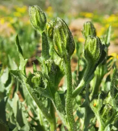 Baker's hawksbeard thumbnail 4