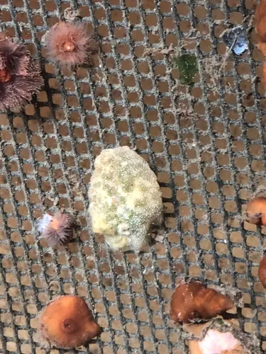 Sea Lemon