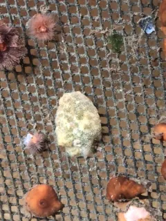 Sea Lemon thumbnail 1