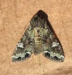 Bertha Armyworm Moth thumbnail 4