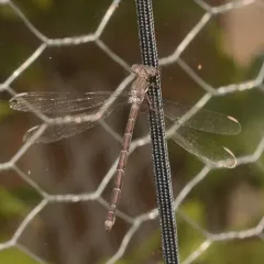 California Spreadwing thumbnail 3