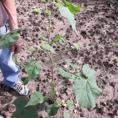 velvetleaf