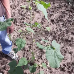 velvetleaf thumbnail 1