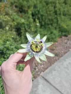 Bluecrown passionflower thumbnail 2