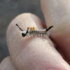 Douglas-fir tussock moth thumbnail 4