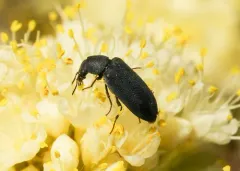 Semijulistus ater thumbnail 3