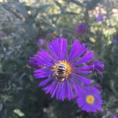 Yellow-shouldered Drone Fly thumbnail 2