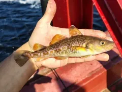 Greenland Cod thumbnail 3