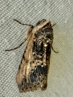 Sympistis coprocolor thumbnail 2