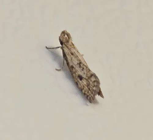 Long-horned Grass Tubeworm Moth