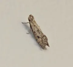 Long-horned Grass Tubeworm Moth thumbnail 1