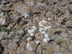 Newberry's Milkvetch thumbnail 4