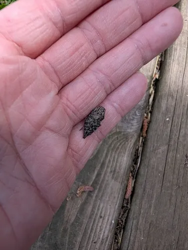 Dark Jewel Beetle