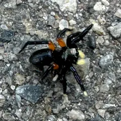 Contrasting Jumping Spider thumbnail 4