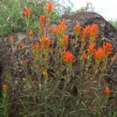 Peck's Paintbrush thumbnail 4
