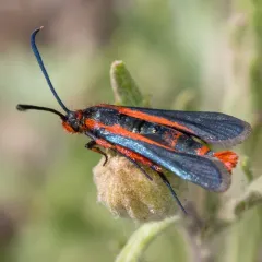 Buckwheat Root Borer Moth thumbnail 3