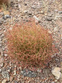 Birdnest Buckwheat thumbnail 3
