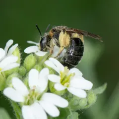 Allegheny Mining Bee thumbnail 3