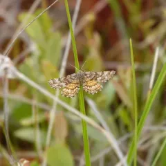 Cranberry Spanworm Moth thumbnail 4