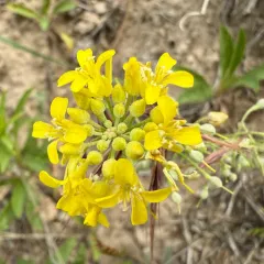silver bladderpod thumbnail 1