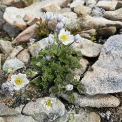 Drummond's Anemone thumbnail 4