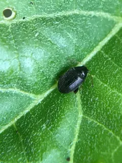 Potato Flea Beetle thumbnail 2