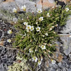 alpine sandwort thumbnail 4