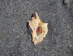 Japanese Oyster Drill thumbnail 3