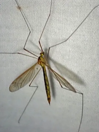 Nephrotoma occipitalis