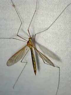 Nephrotoma occipitalis thumbnail 1